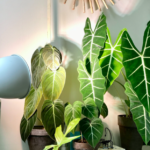 house plants light